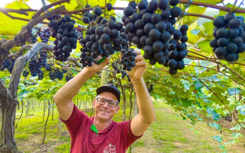 linhares-abre-a-temporada-da-colheita-de-uvas-na-comunidade-de-sao-judas,-em-sao-rafael