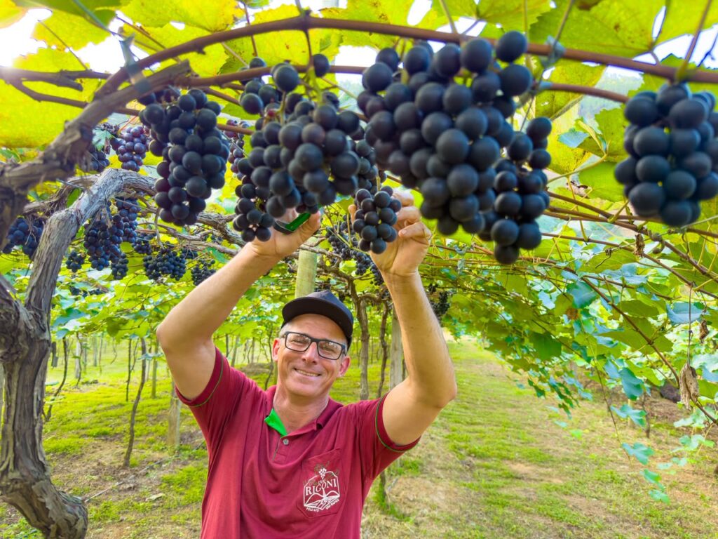 linhares-abre-a-temporada-da-colheita-de-uvas-na-comunidade-de-sao-judas,-em-sao-rafael
