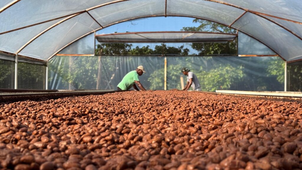 no-dia-internacional-do-chocolate,-linhares-celebra-a-forca-do-cacau-e-a-producao-de-chocolates-premiados