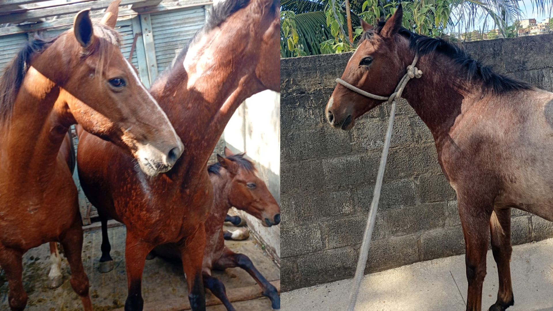 secretaria-de-servicos-recolhe-tres-cavalos-que-estavam-soltos-em-grauna 