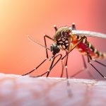 cariacica-registra-reducao-de-quase-82%-nos-casos-de-dengue-no-primeiro-semestre-de-2026