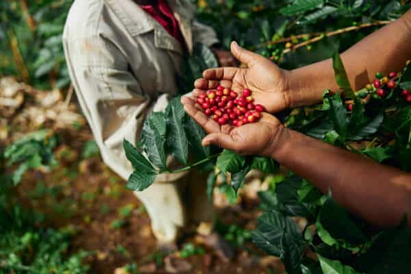 8o-seminario-novas-tecnologias-para-producao-de-mudas-e-cultivo-de-cafe-conilon-comeca-dia-2-de-setembro